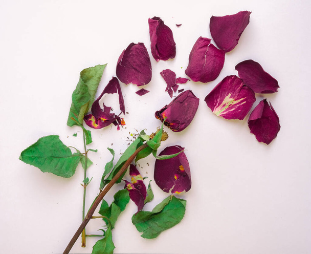 foto de primer plano de rosa seca marchita - Foto, Imagen
