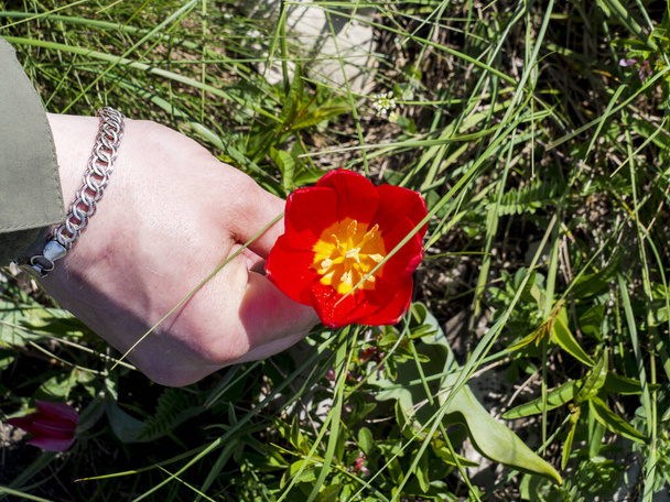 Мужчина держит в руке растущий красный мак. Яркий свежий цветок на фоне зеленой травы. Понятие дикорастущего наркотика (наркотика)). - Фото, изображение