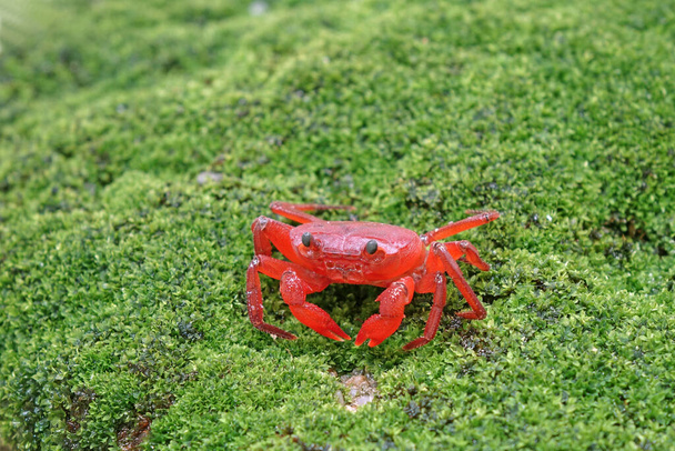 Red land crab (Phricotelphusa limula)(Female) One of world most beautiful fresh water crabs, native only in Phuket island, Thailand.Also known as Fire-Red crabs or waterfalls crab. Exotic pet, rare. - Φωτογραφία, εικόνα