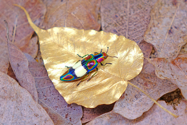 Rainbow Jewel Beetle (Chrysochroa fulgens) the worl most colorful beetle from Thailand and Southeast Asia.  - Fotoğraf, Görsel