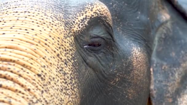 A close up of an animal - Footage, Video