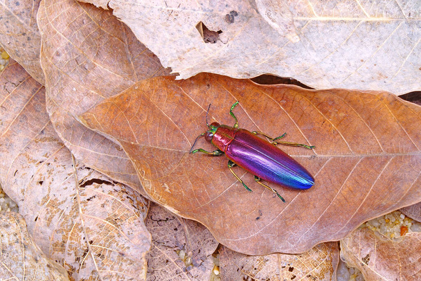 Jewel beetle (Chrysochroa fulminans nishiyamai) one of world's most beautiful beetle from Sinuk, Indonesia. - Photo, Image