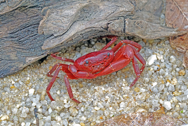 Red land crab (Phricotelphusa limula)(Male) One of world most beautiful fresh water crabs, native only in Phuket island, Thailand. Also known as Fire-Red crabs or waterfalls crab. Exotic pet, rare. - Foto, immagini