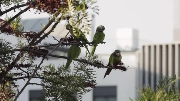 Ένας παπαγάλος κάθεται πάνω σε ένα δέντρο - Πλάνα, βίντεο