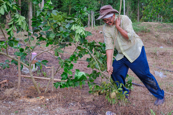 Maanviljelijä työskentelee puutarhassa. Viljelijä istuttaa limettipuuta. Maatalouden käsite - Valokuva, kuva