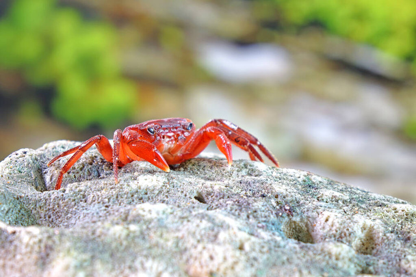 Red land crab (Phricotelphusa limula) One of world most beautiful fresh water crabs, native only in Phuket island, Thailand. Also known as Fire-Red crabs or waterfalls crab. Very rare - Photo, image