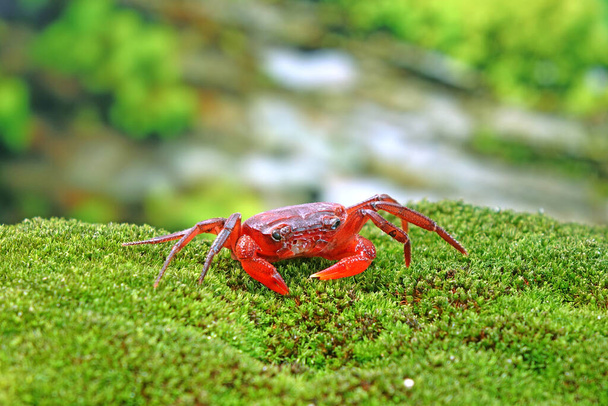 Red land crab (Phricotelphusa limula) One of world most beautiful fresh water crabs, native only in Phuket island, Thailand. Also known as Fire-Red crabs or waterfalls crab. Very rare - Foto, immagini