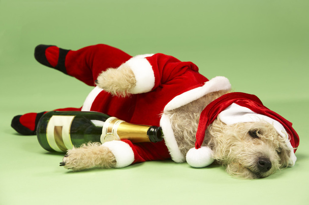 Small Dog In Santa Costume Lying Down With Champagne Bottle - Photo, image