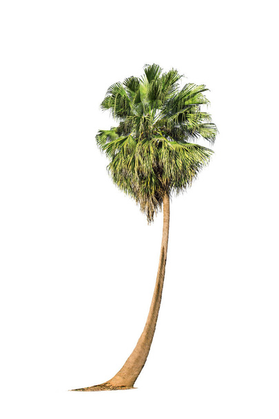Asijské Palmyra palma, Toddy palma, Cukrová dlaň, na bílém pozadí - Fotografie, Obrázek
