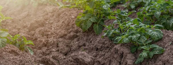 Agriculture Background Banner Panorama - A field with potatoes (Solanum tuberosum) that have already been piled up - Photo, Image