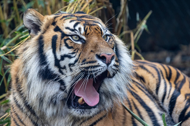 Суматранский тигр под угрозой исчезновения в австралийском зоопарке - Фото, изображение