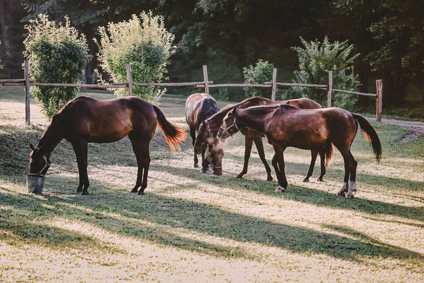 beautiful groomed horses on a farm - Fotografie, Obrázek
