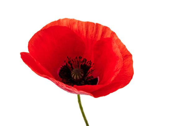 Flowers red poppies ( corn poppy, corn rose, field poppy ) on a white background. Space for text. - Photo, Image