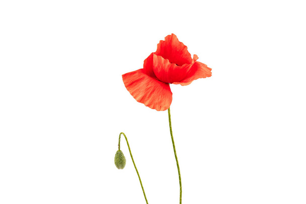 Flowers red poppies ( corn poppy, corn rose, field poppy ) on a white background. Space for text. - Fotoğraf, Görsel