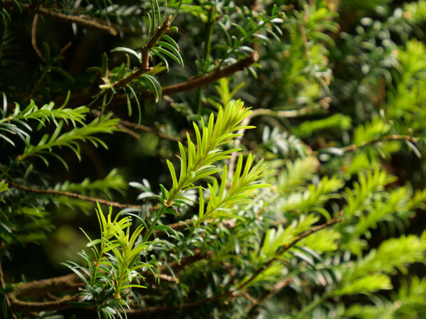 A closeup shot of green leaves of Florida yew - Photo, Image