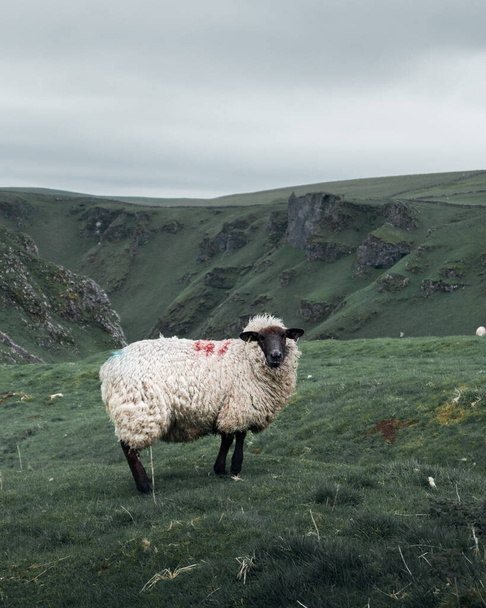 A vertical shot of a rural sheep on a hillside - Foto, Imagem
