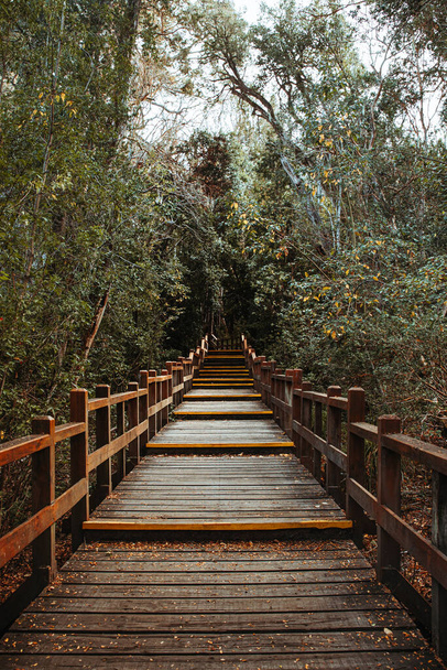 A vertical shot of a wooden pathway in a dense forest - Foto, Bild