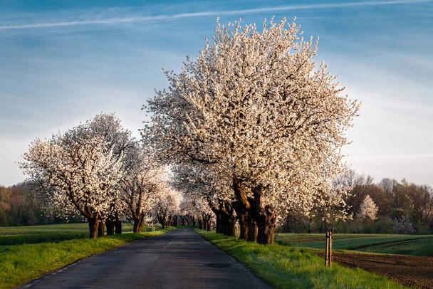 A mesmerizing view of avenues of blooming cherries, St. Anna, Opolskie Voivodeship, Poland - Φωτογραφία, εικόνα