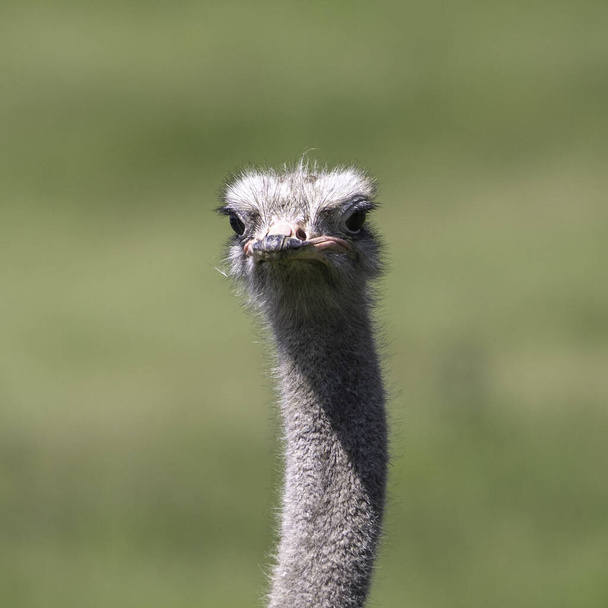A closeup shot of the head of an emu in Whipsnade Zoo with a blurred background - Zdjęcie, obraz