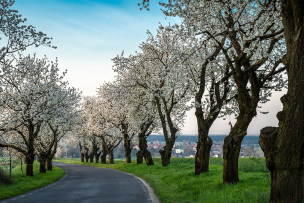 A mesmerizing view of avenues of blooming cherries, St. Anna, Opolskie Voivodeship, Poland - Photo, image