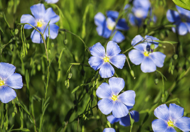 blooming bright blue flax in sunny weather in the field. - Photo, Image
