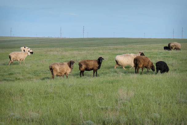 cattle grazing in the meadow. Pets: sheep - Foto, imagen