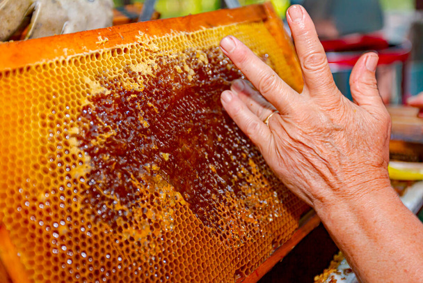Mujer mayor es destapar las células de miel con un tenedor apicultor, herramienta para abrir o quitar las tapas de cera en el panal en la cosecha, primer plano. - Foto, Imagen