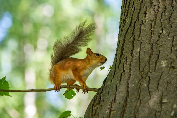 squirrel on a tree close up - Photo, Image