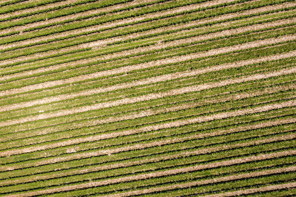 An image of a vineyard in Breisgau Germany region, fly over - Zdjęcie, obraz