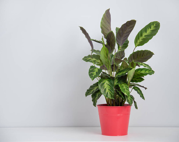 Belle maison plante kalathea en pot rouge sur table blanche. Vue de face et copier l'image de l'espace - Photo, image