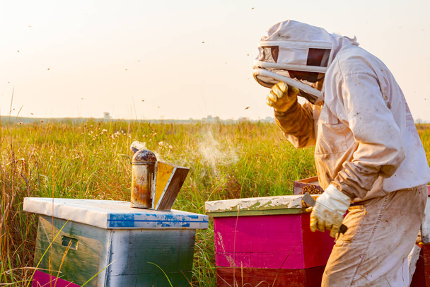 Pszczelarz wyjmuje plaster miodu na drewnianej ramie, by kontrolować sytuację w kolonii pszczół.. - Zdjęcie, obraz