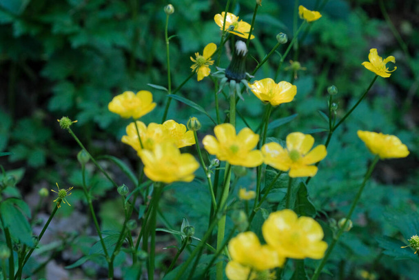 field of yellow Ranunculus repens, in bloom. High quality photo - Photo, Image