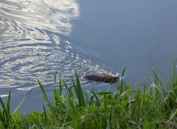 muskrat swims in the lake. the sky is reflected in the water - Photo, Image