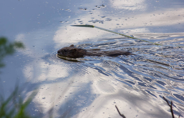 muskrat swims in the lake. the sky is reflected in the water - Foto, afbeelding