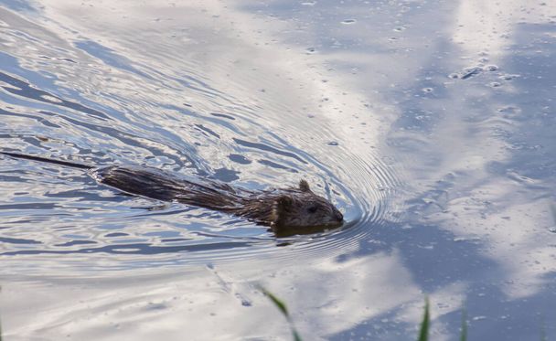 muskrat swims in the lake. the sky is reflected in the water - Fotoğraf, Görsel
