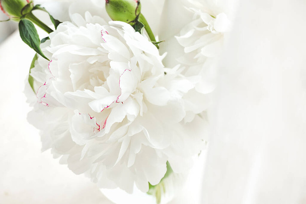 白い繊細な脆い牡丹の花の花弁の抽象化。縦型の花のコンテンツ背景テンプレートのテクスチャ。選択的焦点、フィールドの深さ - 写真・画像
