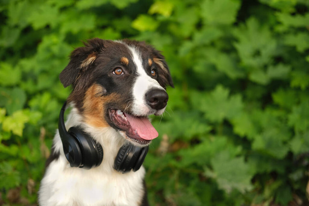 Vtipný australský ovčák štěně pes ve sluchátkách - Fotografie, Obrázek