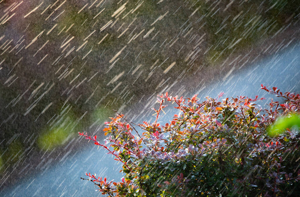 Krople ciepłego letniego deszczu spadają na jasne czerwone liście jagód. Lato jasne tło. - Zdjęcie, obraz
