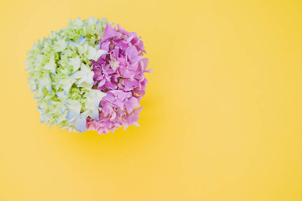 A beautiful pink and green hydrangea flowers in a vase on a yellow background with free space for text - Foto, immagini