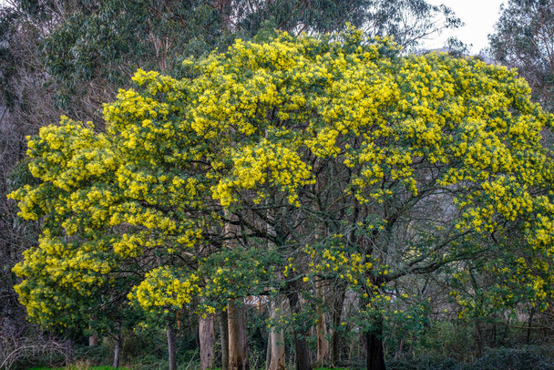Akazien-Dealbata, Akazien-Mimosen, Straucharten oder Baumarten aus der Familie der Hülsenfrüchte in einem Park im Dorf Pontevedra in Galicien (Spanien)) - Foto, Bild