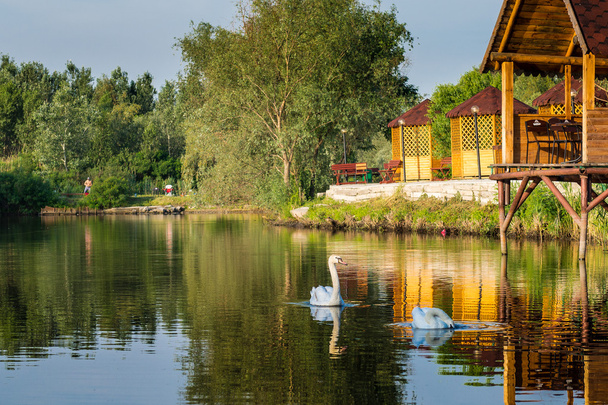 Swans on the lake. - Fotó, kép