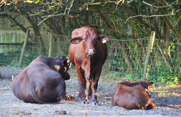 Ταύροι και αγελάδες σε βοσκότοπο - Φωτογραφία, εικόνα