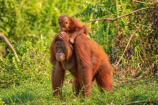 Mother orangutan (orang-utan) with funny cute baby on hers neck in theirs natural environment in the rainforest on Borneo (Kalimantan) island with trees and palms behind - Photo, Image