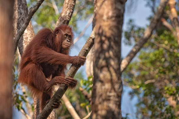 Мбаппе (орангутан) в своей естественной среде обитания на редчайшем острове Борнео (Калимантан) с деревьями и пальмами позади - Фото, изображение