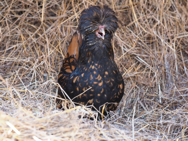 Рідкісна порода Gold Laced Polish hen сидить на сіні. - Фото, зображення