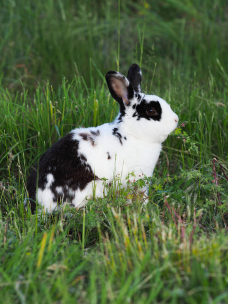 Un joli lapin noir et blanc saute autour du jardin. - Photo, image