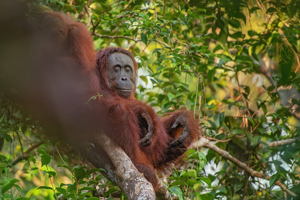 Madre orangután (orangután) con divertido lindo bebé juguetón en su entorno natural en la selva tropical en Borneo (Kalimantan) isla con árboles y palmeras detrás - Foto, Imagen