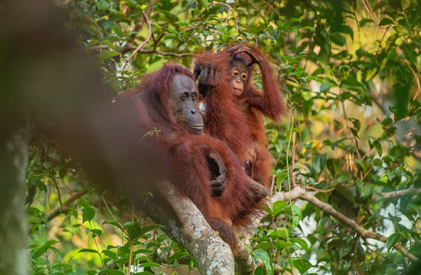 Мать орангутанга (орангутанга) с забавным милый игривый ребенок в его естественной среде обитания в тропических лесах на острове Борнео (Калимантан) с деревьями и пальмами позади - Фото, изображение