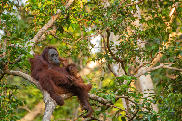 Madre orangután (orangután) con divertido lindo bebé juguetón en su entorno natural en la selva tropical en Borneo (Kalimantan) isla con árboles y palmeras detrás - Foto, imagen