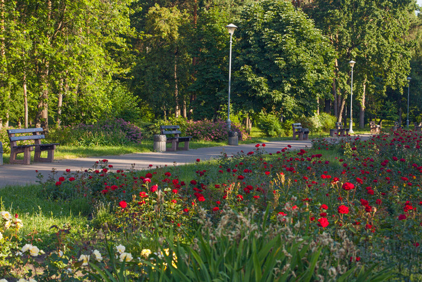 парк аллеи со скамейками, в окружении красивых розовых клумб, Перемогий парк, Киев, Украина - Фото, изображение